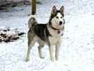 Tokahe Win the Siberian Indian Dog