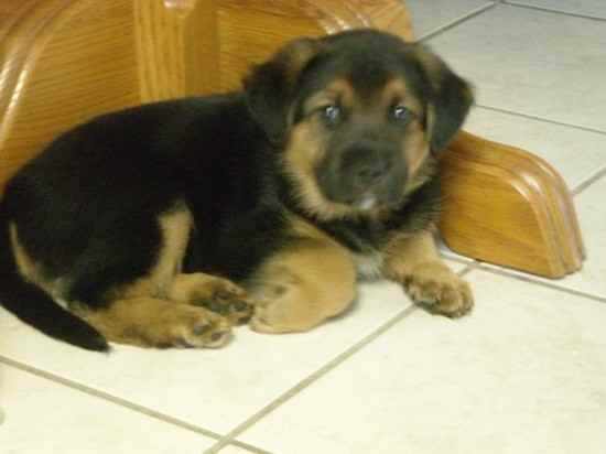 Bailey the Golden Shepherd