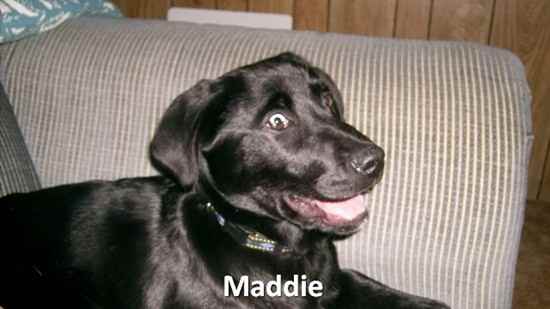 Maddie the Sheprador
