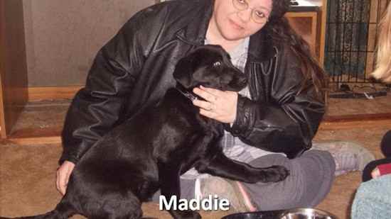 Maddie the Sheprador