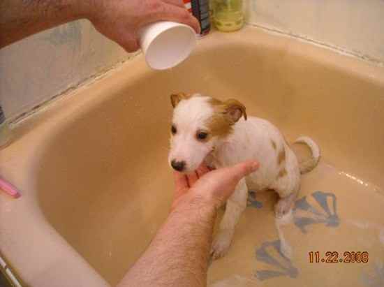 Kodi the American Eskimo Dog Mix