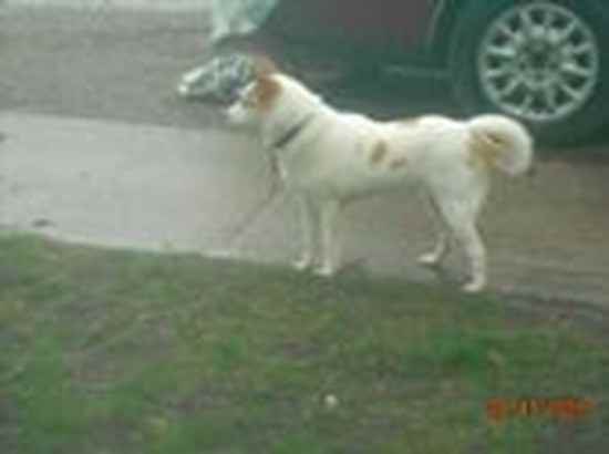 Kodi the American Eskimo Dog Mix