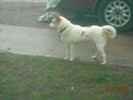 Kodi the American Eskimo Dog Mix