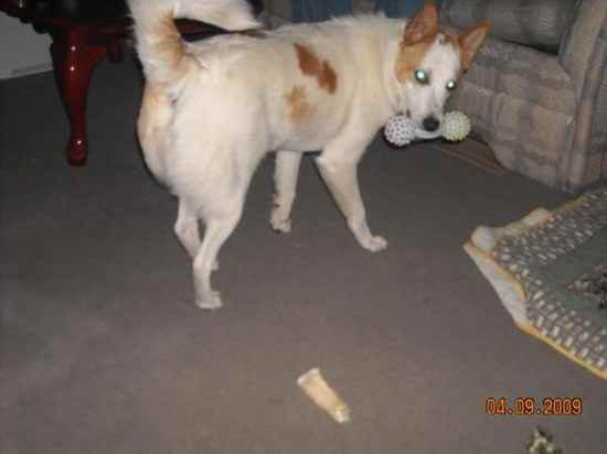 Kodi the American Eskimo Dog Mix