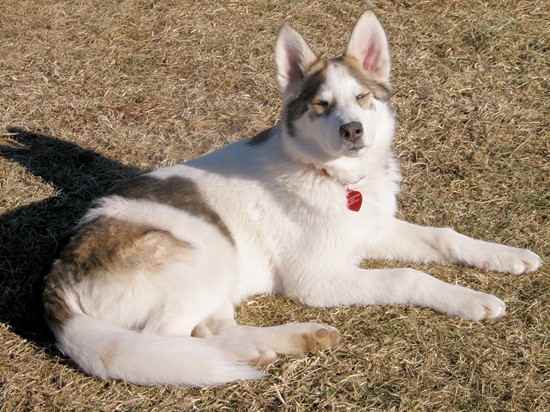 Olowa Wakataha the Siberian Indian Dog