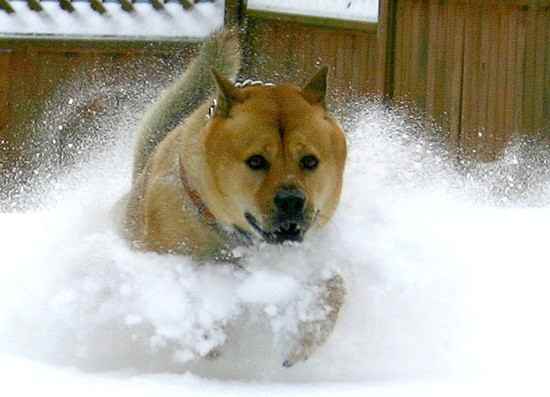 CHIN the Chinese Shar-Pei Mix