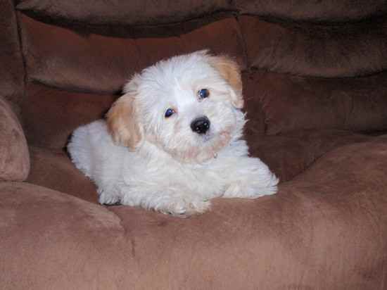 Dodger the Bichon Frise Mix