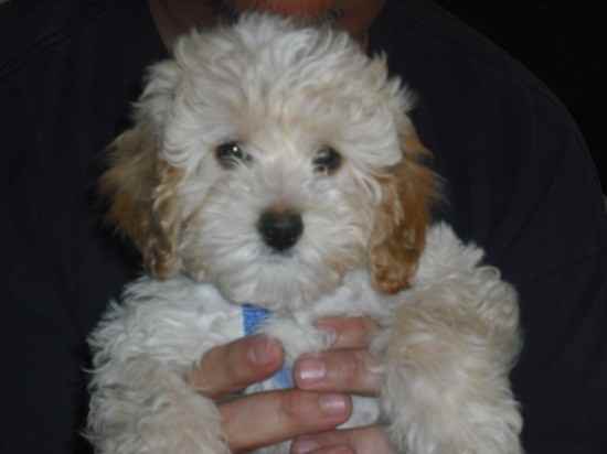 Teddy the Shihpoo