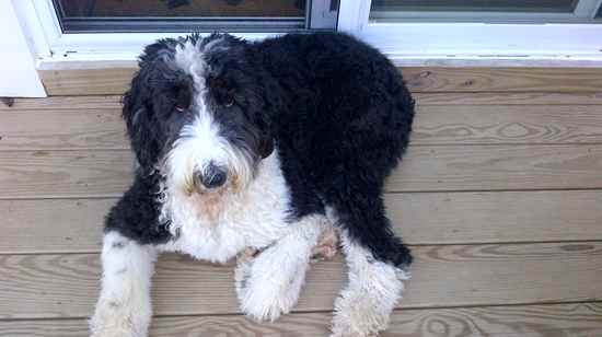 Moe the Old English Sheepdog Mix's Photo Gallery