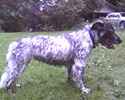 Bowie the English Setter Collie