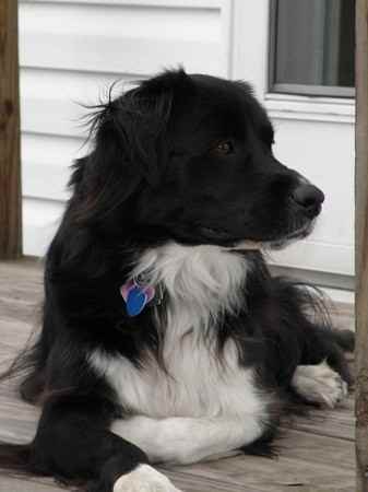 Lucy the Border Collie Mix