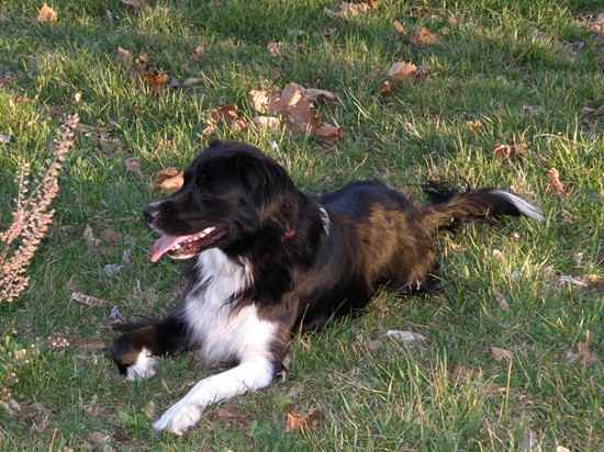 Lucy the Border Collie Mix