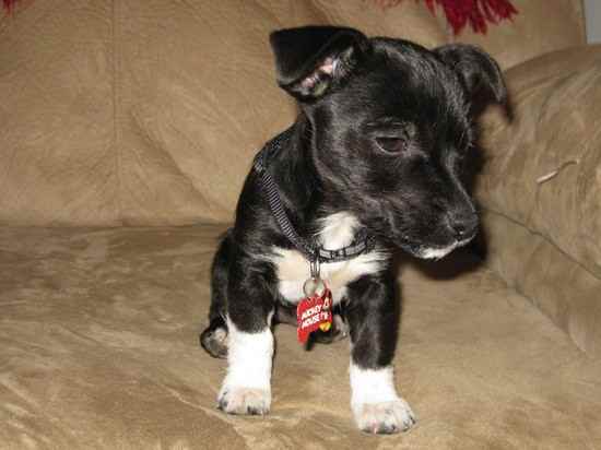 Mika the Jack Russell Terrier Mix