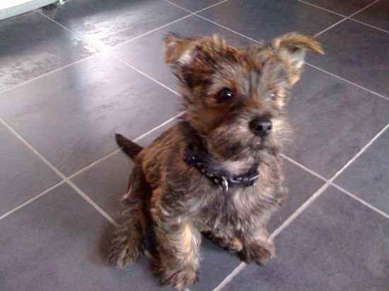 digger the Fourche Terrier
