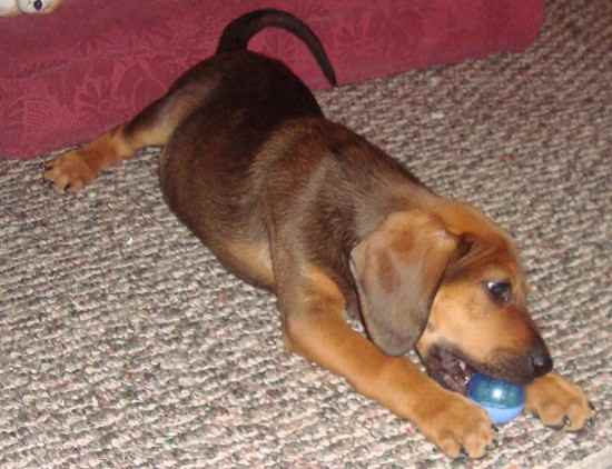 Koooper the Bloodhound Mix