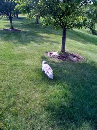 Didi the American Eskimo Dog Mix