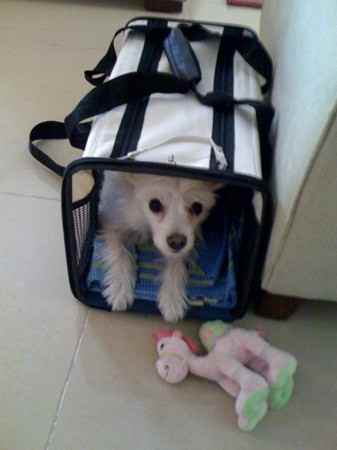 Didi the American Eskimo Dog Mix