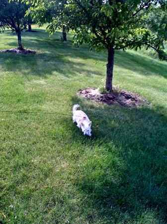 Didi the American Eskimo Dog Mix