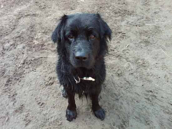 Slug the Newfoundland Mix