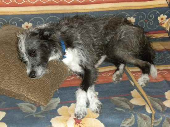 Dublin the Cairn Terrier Mix