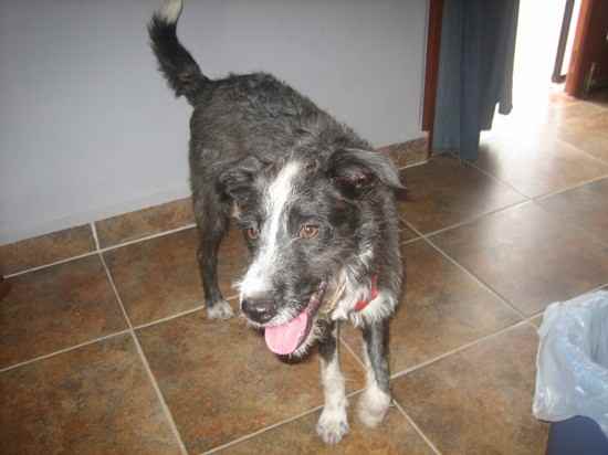 Dublin the Cairn Terrier Mix