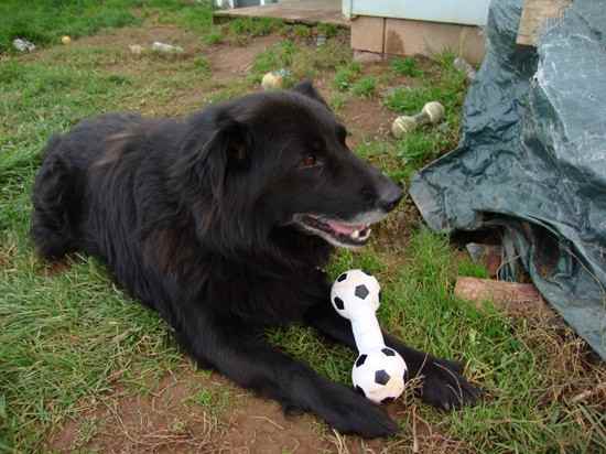 Blacky the Borador