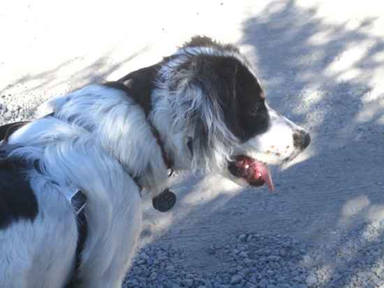 Jake the English Setter Collie