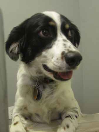 Jake the English Setter Collie