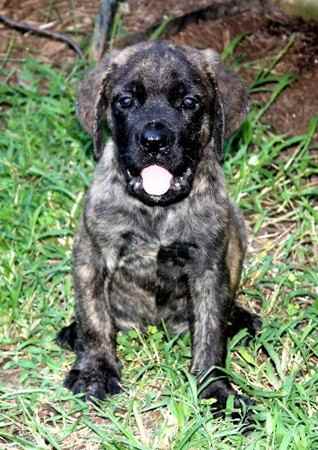 Sylvester Maximilian the Mastiff Mix