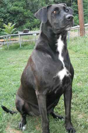 Janie the Labrador Retriever Mix