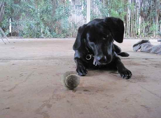 Star the Borador