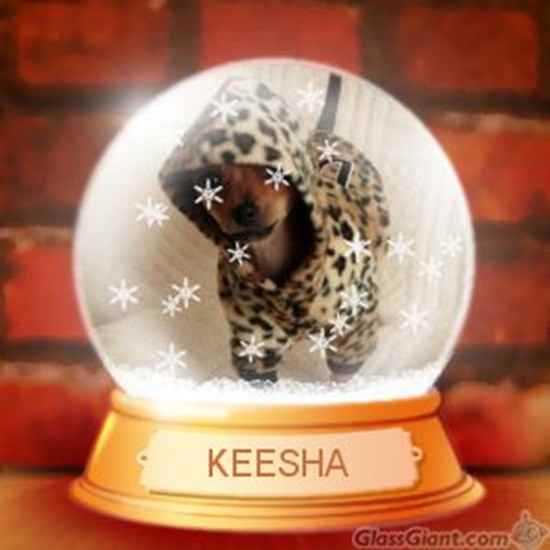 Keesha the Chiweenie