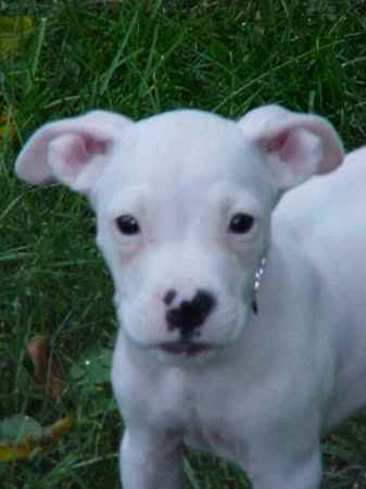 Tater the American Bulldog Mix