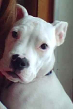 Tater the American Bulldog Mix