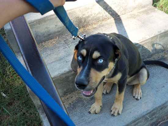 beauceron husky mix