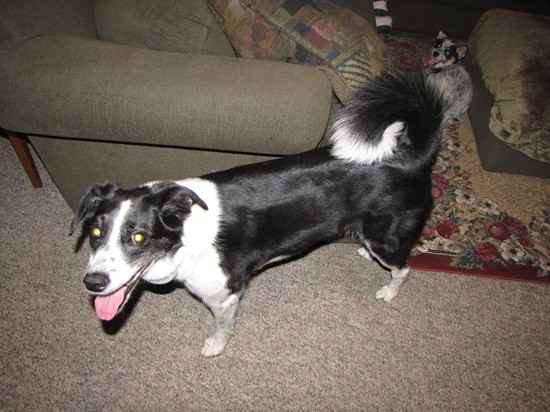 Sayde the Border Collie Mix