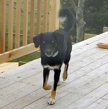 Sam the Labrador Retriever Mix