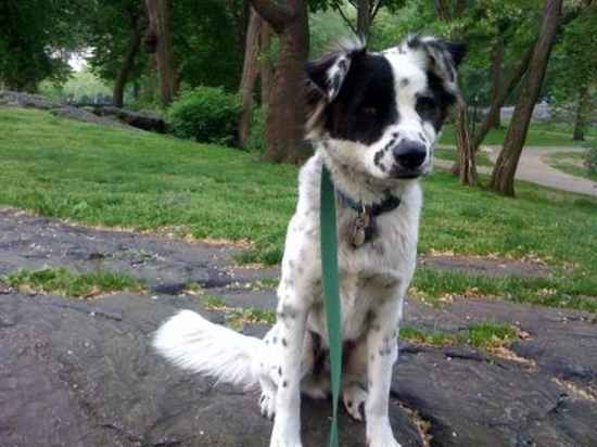 Buddy the English Setter Collie