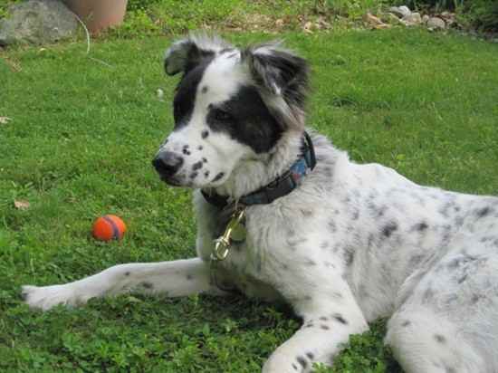 More English Setter Collie Pictures