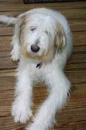 bearded collie mix for sale