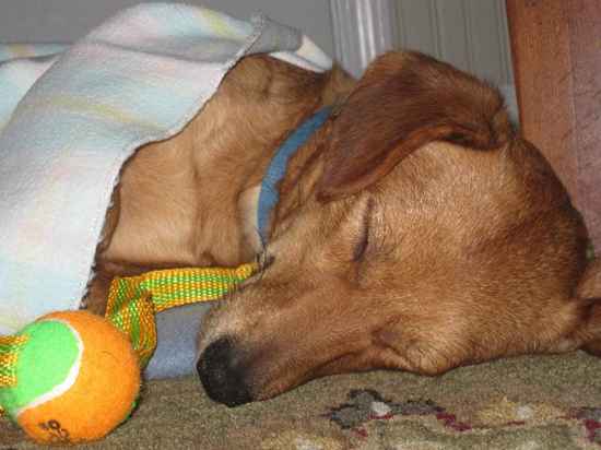 Franklin the Dachshund Mix