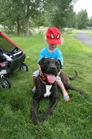 Bruno the American Bulldog Mix