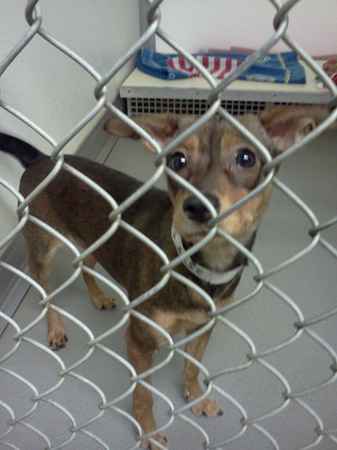 Gracie Kane the Miniature Pinscher Mix