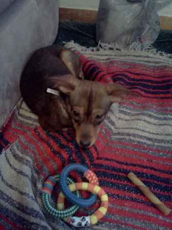 Gracie Kane the Miniature Pinscher Mix