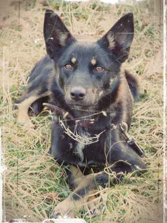 Ya'kova the Australian Kelpie Mix