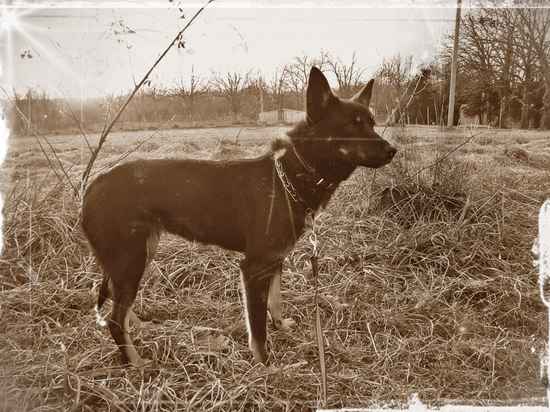 Ya'kova the Australian Kelpie Mix