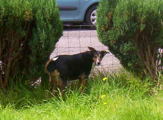 babe the Borador