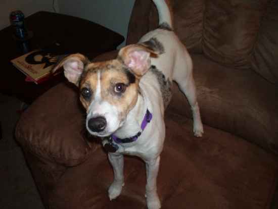 Jigs the Rat Terrier Mix