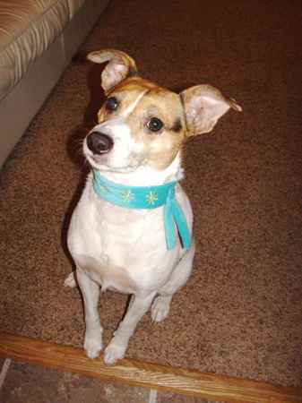 Jigs the Rat Terrier Mix