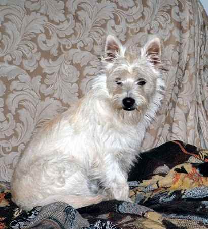 Rascal the Cairland Terrier